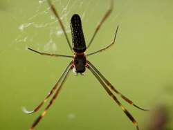 Spyder 002 Stock Footage