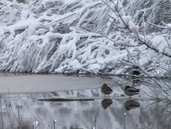 HD: Ducks in the winter Stock Footage