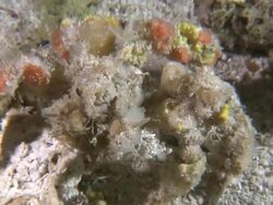 Camouflaged crab, Southern Visayas, Philippines Stock Footage