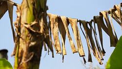 Moving of dried banana leafs Stock Footage