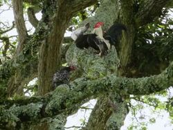 MS PAN Chickens on large tree branches / Quimbaya, Quindio, Colombia   Stock Footage