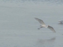 Water birds in the ocean 4 Stock Footage