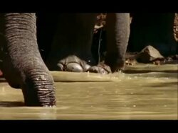 Elephant (Elephas maximus) trunks drinking water, Nagarahole, Southern India Stock Footage