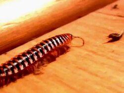 Centipede worm walking HD 720 Stock Footage