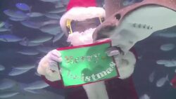 VOICED : Papa Noel nada entre peces News Clip