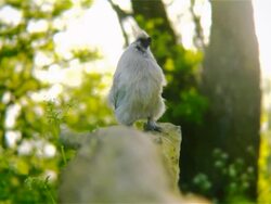 Sweet ugly rooster Stock Footage