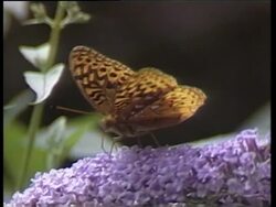 Butterflies News Clip