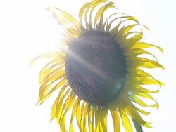 Sunflowers Stock Footage