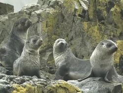 MS, Four immature southern fur seals (Arctocephalus gazella) on lichen covered rocks in rain, South Georgia Island, Falkland Islands, British overseas territory Stock Footage