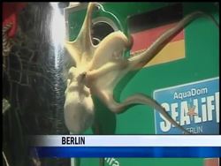 Days ahead of the start of the 2011 Women's Soccer World Cup in Germany, octopi across Germany are reaching to be recognized as the country's latest psychic cephalopod, successfully calling matches. News Clip