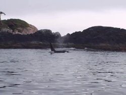 WS Blue whales / Laguna, Brazil Stock Footage