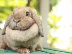 Rabbit Stock Footage