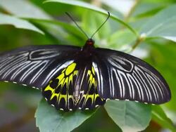 butterfly Stock Footage