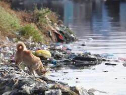 HD dog drinking from polluted river in the Philippines Stock Footage