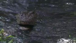 A crocodile attacks a canoe. Stock Footage