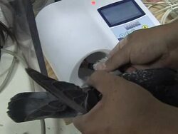 VOICED: Racehorses of the sky News Clip