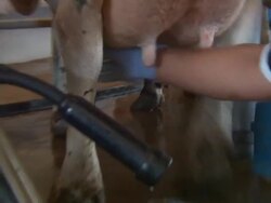 Diary Farm Production Stock Footage