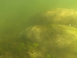 Manatee, mother and young swimming, Crystal River, Florida, USA  Stock Footage