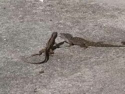 Lizards Fighting Stock Footage