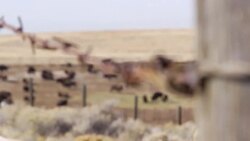 Bison Stock Footage