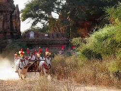 WS View of Bullock carts and pagodas at Kingdom of pagan / Bagan, Burma  Stock Footage