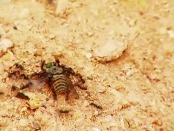 Ants eating bee timelapse Stock Footage