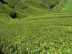 Tea valley Stock Footage