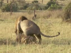 MS PAN Lions mating / Tanzania  Stock Footage