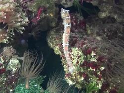 Sea Horse Stock Footage