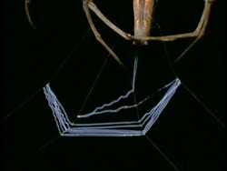 Net-casting Spider (Dinopis) - CU spider legs making net, Australia Stock Footage