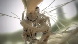 Nerve impulses fire through a skeleton from the foot to the brain. Stock Footage