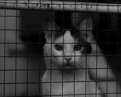 MANX CATTERY News Clip