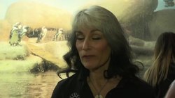 Valentine Gifts Help Penguins Get Mates Instructional Video