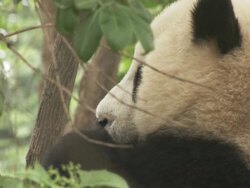 Giant Pandas, Chengdu Panda Base, Sichuan, China  Stock Footage