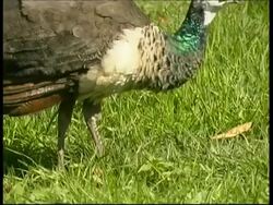 Peacock feeding, female pecking at grass, sunny, CU side view, Israel Stock Footage