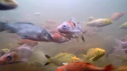 Koi fish underwater Stock Footage