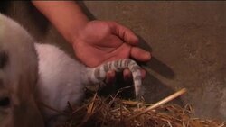 Rare Bengal Tiger cubs born News Clip