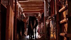 DS Rancher leading his horse out of stable Stock Footage