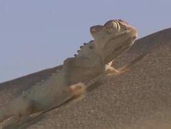  MS TS Namaqua chameleon camoflouged walking on colours sand dune at  Namib Desert / Namib Desert, Namibia Stock Footage
