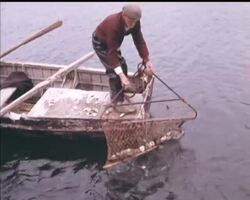 OYSTER FESTIVAL News Clip