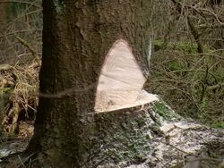 MS Lumberjack at work in forest / Zerf, Rhineland Palatinate, Germany Stock Footage