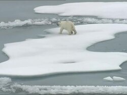 Polar Bears on melting ice floes in The Arctic Stock Footage