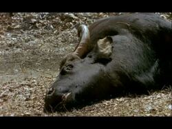 Gaur, Bos frontalis, carcass on ground, Nagarahole National Park, India Stock Footage