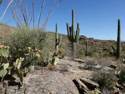HD video Sonoran desert cactus in Saguaro National Park Stock Footage