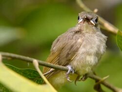 Baby Yellow Bulbul Stock Footage