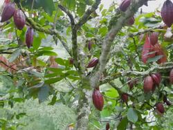 MS TU PAN Cocoa tree with fruits / Quimbaya, Quindio, Colombia  Stock Footage