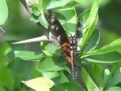 Doris Longwing butterfly Stock Footage
