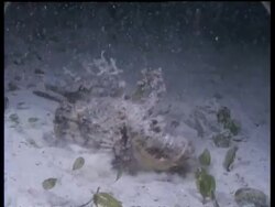 CU Indian walkman/devilfish catches and eats 2 fish at night, Malaysia Stock Footage