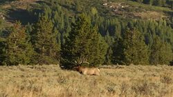 WS  shot of large bull elk (Cervus canadensis) running through a meadow (slow motion) Stock Footage