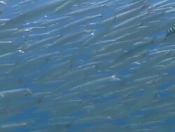 Bigeye barracuda (Sphyraena forsteri) school, La Paz, Sea of Cortez, Mexico Stock Footage